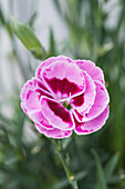 Dianthus 'Charmy'