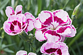 Dianthus 'Charmy