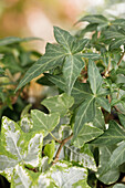 Hedera helix Trio