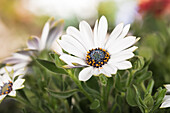 Osteospermum ecklonis