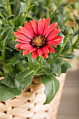 Osteospermum ecklonis