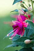 Fuchsia 'Jollies® Tricolore'