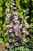 Digitalis purpurea