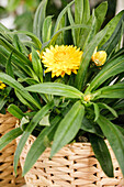 Helichrysum bracteatum, yellow