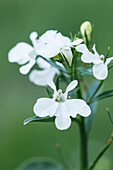 Lobelia erinus, white