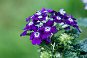 Verbena