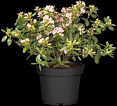 Rhododendron simsii 'Kirin'