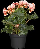 Begonia elatior