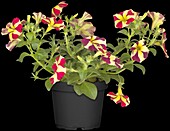 Petunia Amore™ 'Queen of Hearts'