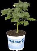 Solanum lycopersicum 'Primabell'®