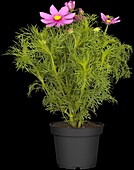 Cosmea bipinnatus