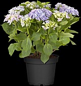 Hydrangea macrophylla, blau