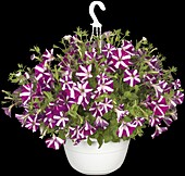 Petunia 'Amore Joy