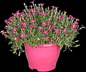 Dianthus caryophyllus