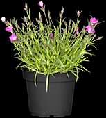 Dianthus 'Kahori'®