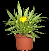 Helichrysum bracteatum, gelb