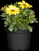 Osteospermum ecklonis, yellow