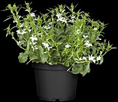 Lobelia erinus, white