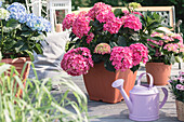 Hydrangea macrophylla, pink