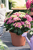 Hydrangea macrophylla, rosa