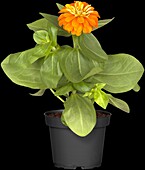 Zinnia elegans