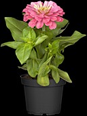 Zinnia elegans