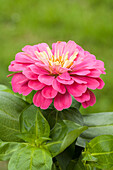 Zinnia elegans