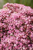 Sedum hybride