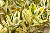 Hebe variegated