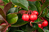 Gaultheria procumbens