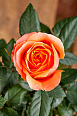 Mini rose, orange