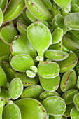 Cotyledon ladismithensis