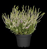 Calluna vulgaris 'Laubschöne' ('Beauty')