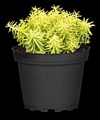 Sedum sediforme 'Yellow Bourquet