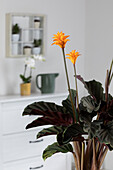 Calathea crocata