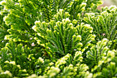 Selaginella martensii 'Jori Compact'