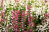 Calluna vulgaris 'Beauty Sisters'®