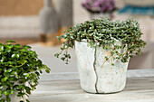 Pilea glauca