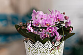 Phalaenopsis