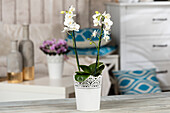 Phalaenopsis multiflora, white