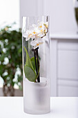 Phalaenopsis, white