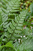 Polystichum