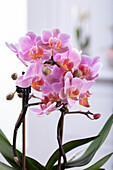 Phalaenopsis multiflora, rosa