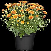 Chrysanthemum indicum, orange