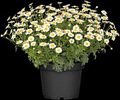 Leucanthemum