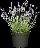 Lavandula