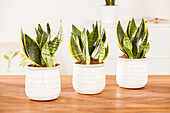 Sansevieria trifasciata, yellow-green