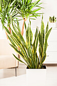 Sansevieria