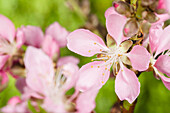 Prunus dulcis