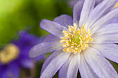 Anemone blanda, blue